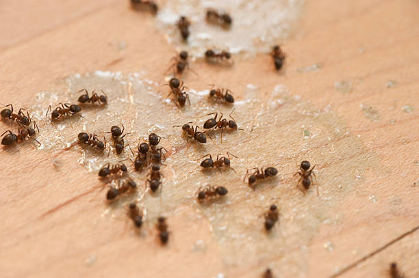 Best Best Pest Control Companies  in Stanhope, NJ