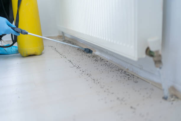 Best Wasp Removal Services  in Stanhope, NJ